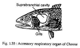 Accessory respiratory organs of Channa
