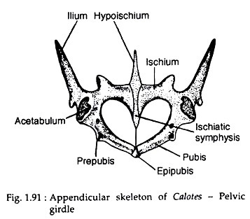 Appendicular skeleton of calotes-Pelvic girdle