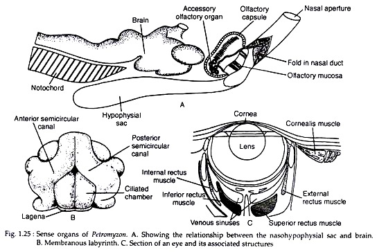 Sense Organs of Petromyzon