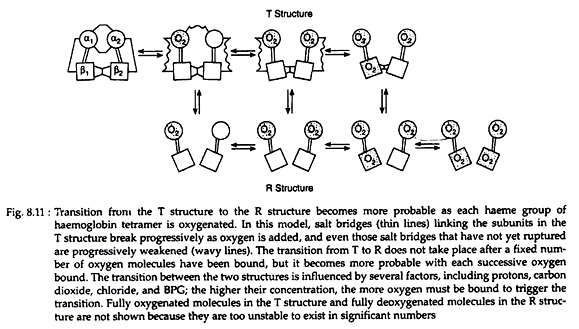 Transition from the T Structure to the R Structure