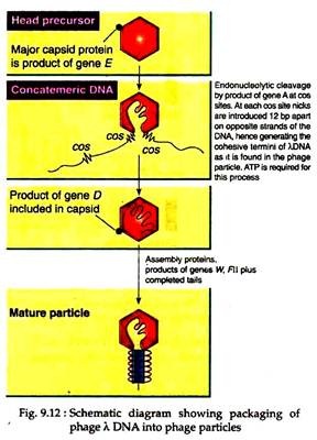 Packaging of Phage λ DNA