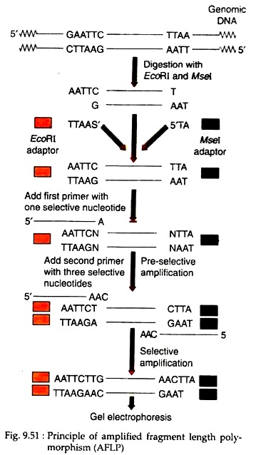 Principle of Amplified Fragment Length Polymorphism