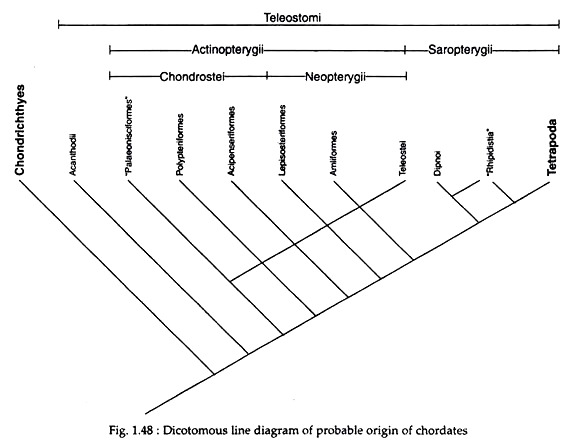 Probable Origin of Chordates