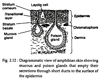 Amphibian Skin