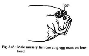 Male Nursery Fish
