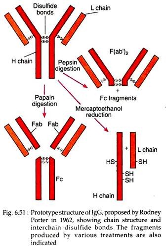 Prototype Structure of lgG