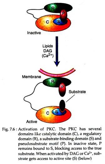 Activation of PKC