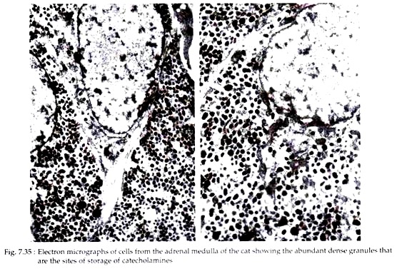 Electron Micrograph of Cells