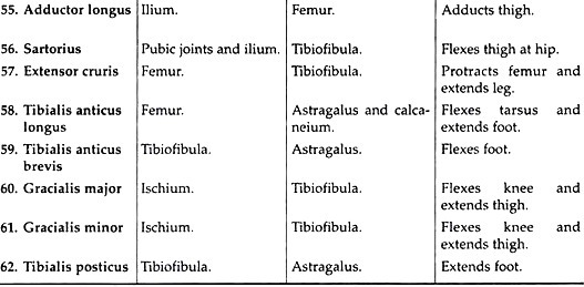 Important muscles of toad