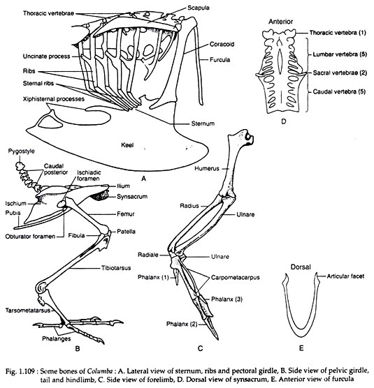 Some bones of columbia