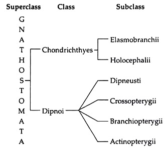 Superclass, Class and Subclass