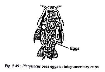 Platystacus Bear Eggs