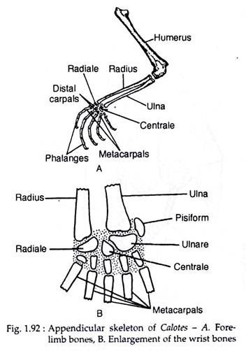 Appendicular skeleton of calotes