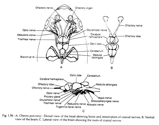 Channa Punctatus 