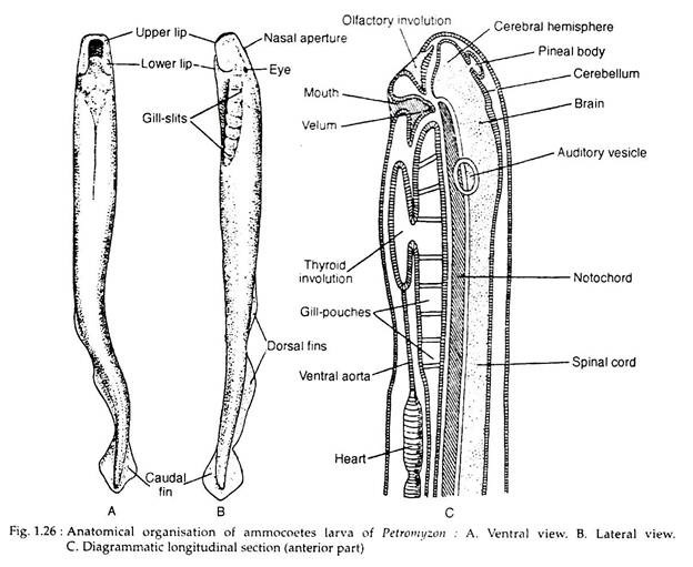 Ammocoetes Larva of Petromyzon