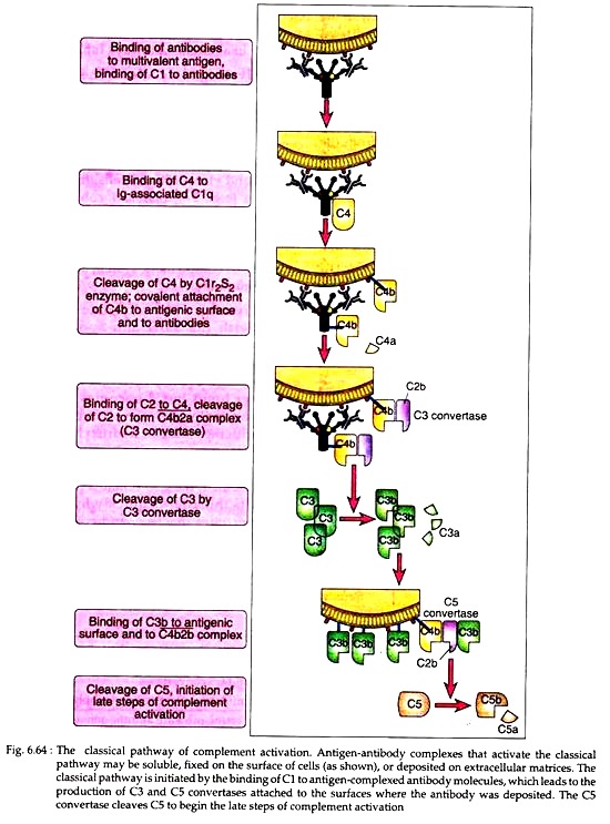 The Classical Pathway of Complement Activation