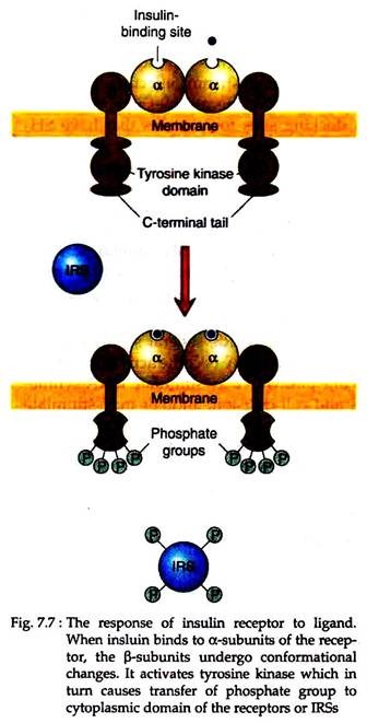 Response of Insulin Receptor to Ligand