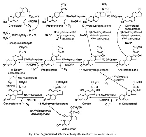 Biosynthesis of Adrenal Corticosteroids