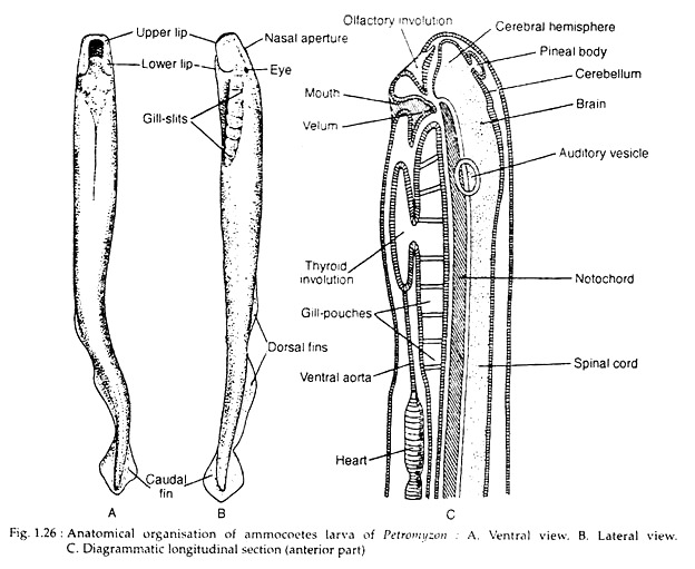 Anatonmical organisation of ammocoetes larva of Petromyzom