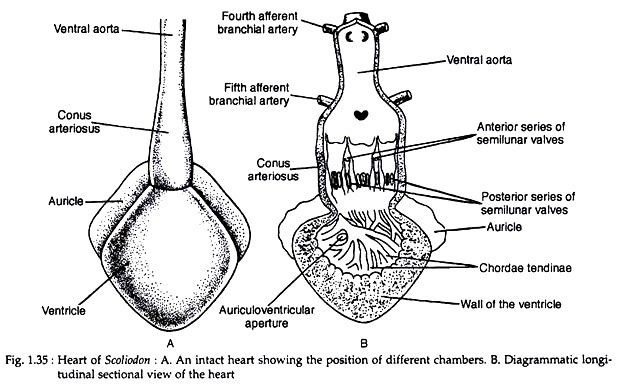 Heart of scoliodon