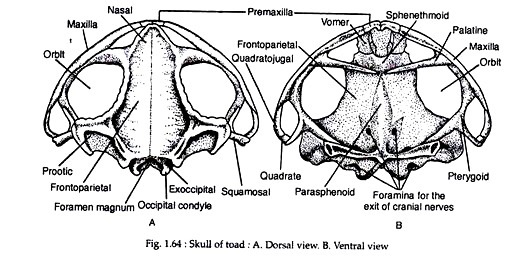 frog skeletal system skull