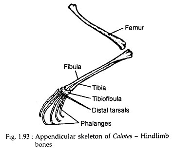 Appendicular skeleton of calotes-Hindlimb bones
