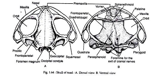 Skull of toad