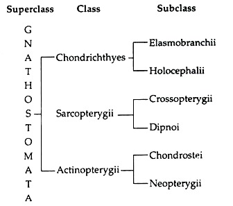 Superclass, Class and Subclass