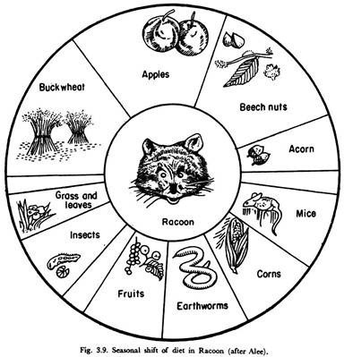 Seasonal shift of diet in Racoon