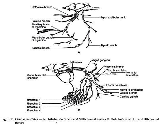 Channa Punctatus 