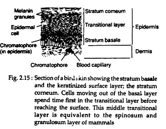 Section of a Bird Skin