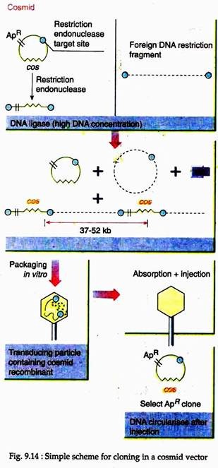 Simple Scheme for Cloning in a Cosmid Vector