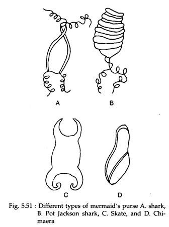Different Types of Mermaid's Purse