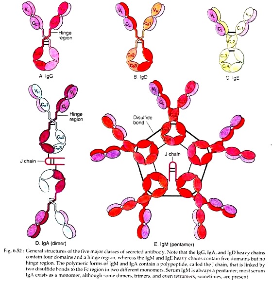 General Structures of the Five Major Classes