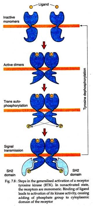 Steps in the Generalised Activation