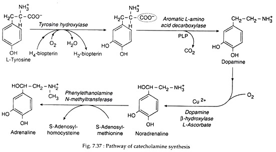 Pathway of Catecholamine Synthesis