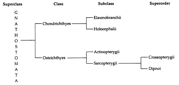 Superclass, Class, Subclass and Superoder