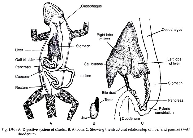Digestive System of calotes