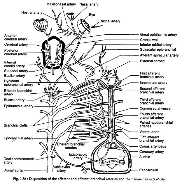 Disposition of the afferent and efferent branchial arteries and their branches in scoliodon