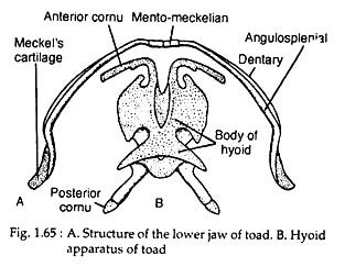 Structure of lower jaw and Hyoid apparatus of toada