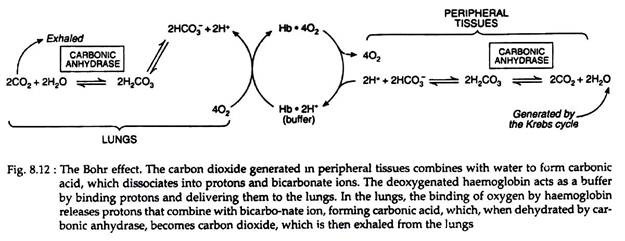 The Bohr Effect