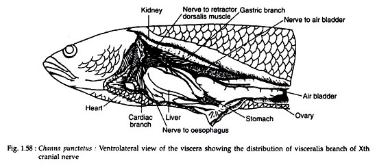 Channa Punctatus 