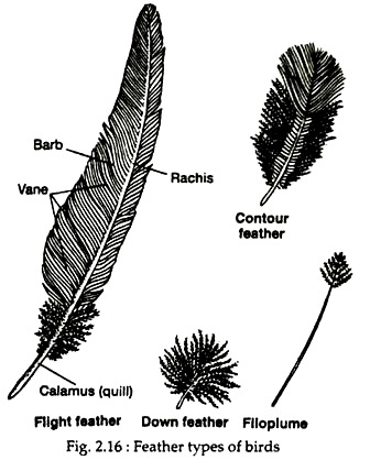 Feather Types of Birds