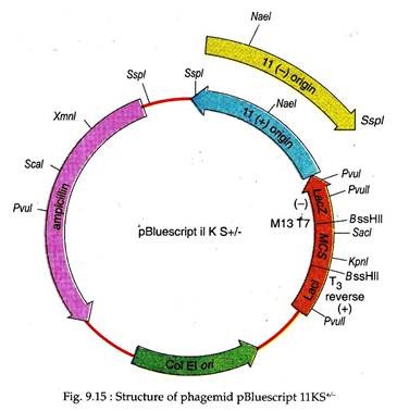 Structure of Phagemid pBluescript 11KS