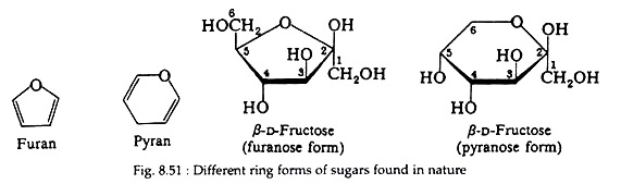 Different Ring Forms of Sugars Found in Nature