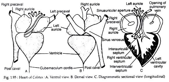 Heart of Calotes