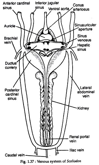 Venous system of scoliodon