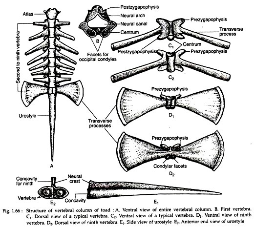 Structure of vertebral column of toad