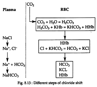 Different Steps of Chloride Shift