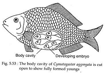 Body Cavity of Cymatogaster Aggregata